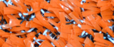 Pro Performance 45 Orange turf color swatch