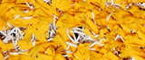 Pro Performance 45 Yellow turf color swatch